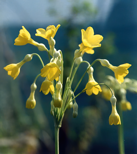 Primula florindae en fleurs au bord d'un ruisseau dans le sud-est du Tibet